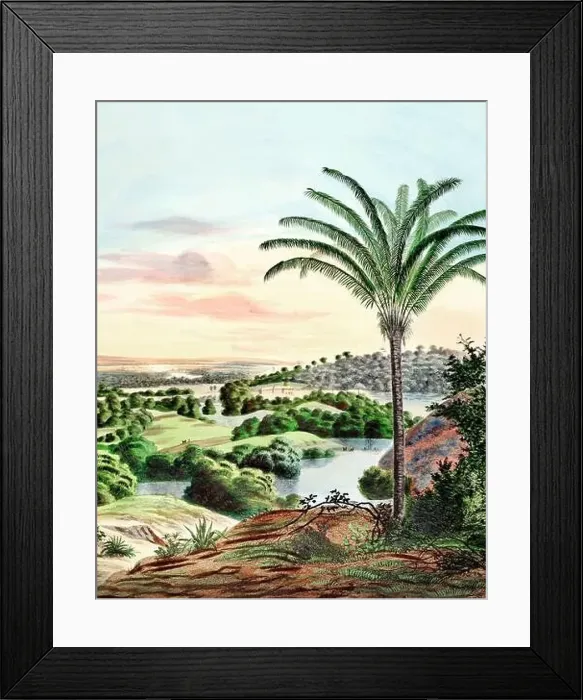 Framed Print : Beautiful Palm Landscape: Botanical palm tree illustration in their natural habitat Framed Print : Beautiful Palm Landscape: Botanical palm tree illustration in their natural habitat