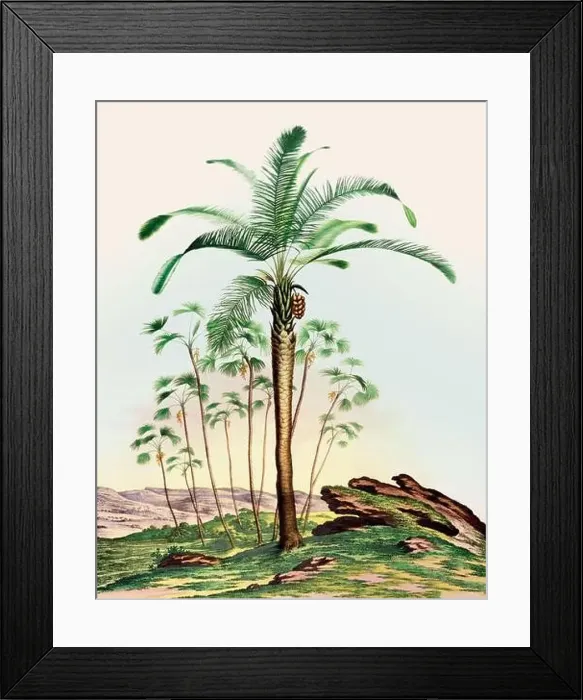 Framed Print : Beautiful Palm Landscape: Botanical palm tree illustration in their natural habitat Framed Print : Beautiful Palm Landscape: Botanical palm tree illustration in their natural habitat