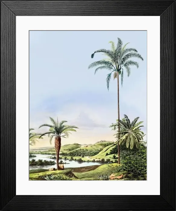 Framed Print : Beautiful Palm Landscape: Botanical palm tree illustration in their natural habitat Framed Print : Beautiful Palm Landscape: Botanical palm tree illustration in their natural habitat