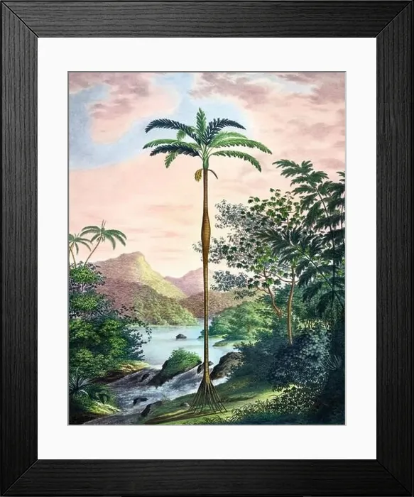 Framed Print : Beautiful Palm Landscape: Botanical palm tree illustration in their natural habitat Framed Print : Beautiful Palm Landscape: Botanical palm tree illustration in their natural habitat
