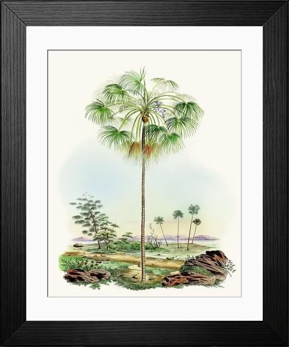 Framed Print : Beautiful Palm Landscape: Botanical palm tree illustration in their natural habitat Framed Print : Beautiful Palm Landscape: Botanical palm tree illustration in their natural habitat