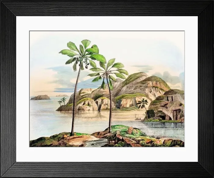 Framed Print : Beautiful Palm Landscape: Botanical palm tree illustration in their natural habitat Framed Print : Beautiful Palm Landscape: Botanical palm tree illustration in their natural habitat