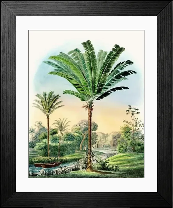 Framed Print : Beautiful Palm Landscape: Botanical palm tree illustration in their natural habitat Framed Print : Beautiful Palm Landscape: Botanical palm tree illustration in their natural habitat