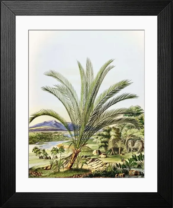 Framed Print : Beautiful Palm Landscape: Botanical palm tree illustration in their natural habitat Framed Print : Beautiful Palm Landscape: Botanical palm tree illustration in their natural habitat