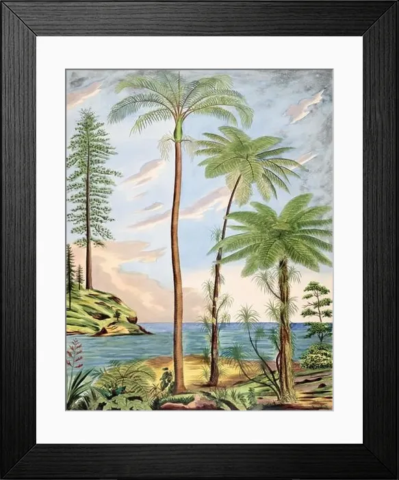 Framed Print : Beautiful Palm Landscape: Botanical palm tree illustration in their natural habitat Framed Print : Beautiful Palm Landscape: Botanical palm tree illustration in their natural habitat