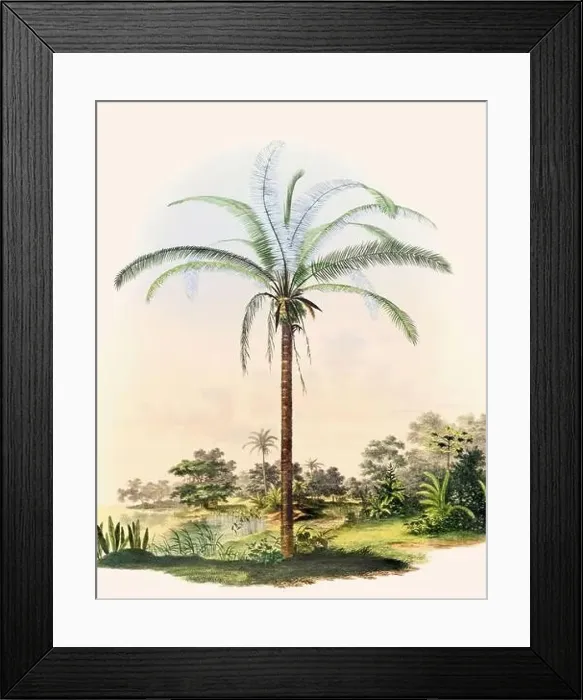 Framed Print : Beautiful Palm Landscape: Botanical palm tree illustration in their natural habitat Framed Print : Beautiful Palm Landscape: Botanical palm tree illustration in their natural habitat