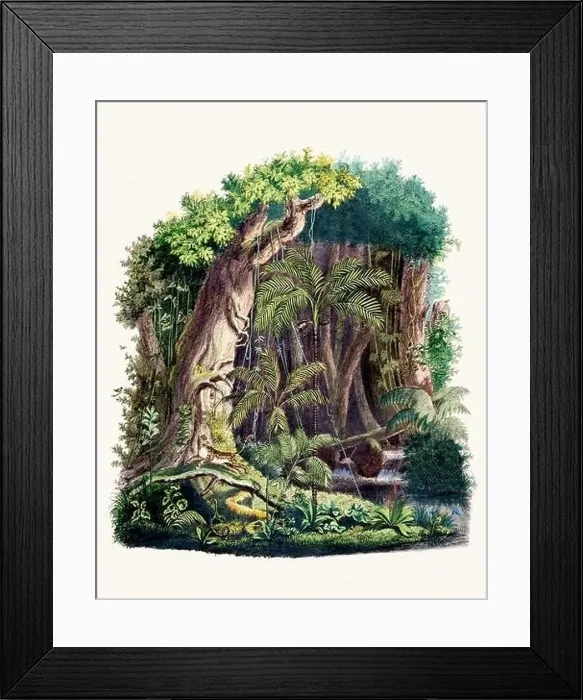 Framed Print : Botanical Illustration of a Colorful Jungle Scene. Rainforest Framed Print : Botanical Illustration of a Colorful Jungle Scene. Rainforest