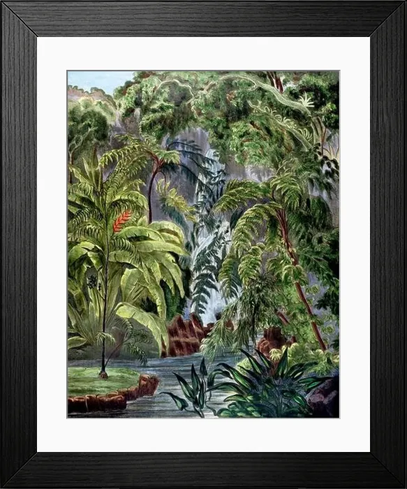 Framed Print : Botanical Illustration of a Colorful Jungle Scene. Rainforest Framed Print : Botanical Illustration of a Colorful Jungle Scene. Rainforest