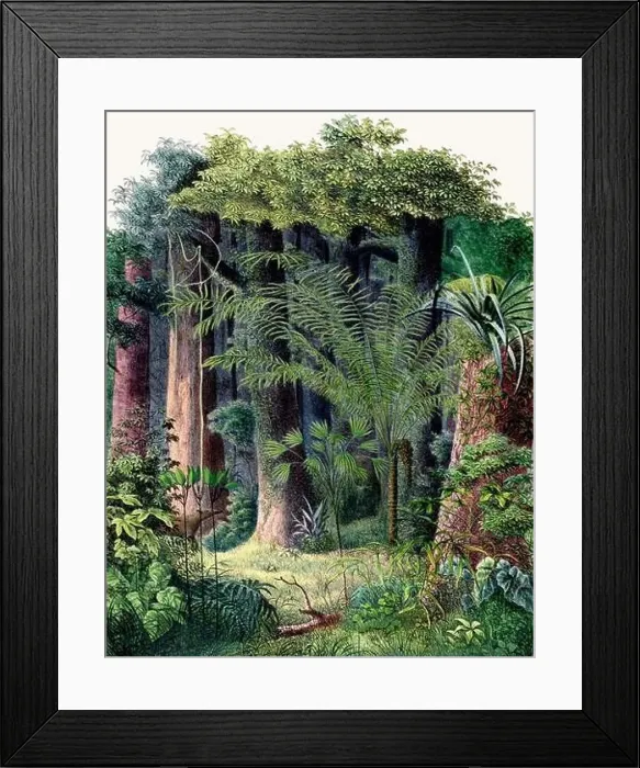 Framed Print : Botanical Illustration of a Colorful Jungle Scene. Rainforest Framed Print : Botanical Illustration of a Colorful Jungle Scene. Rainforest