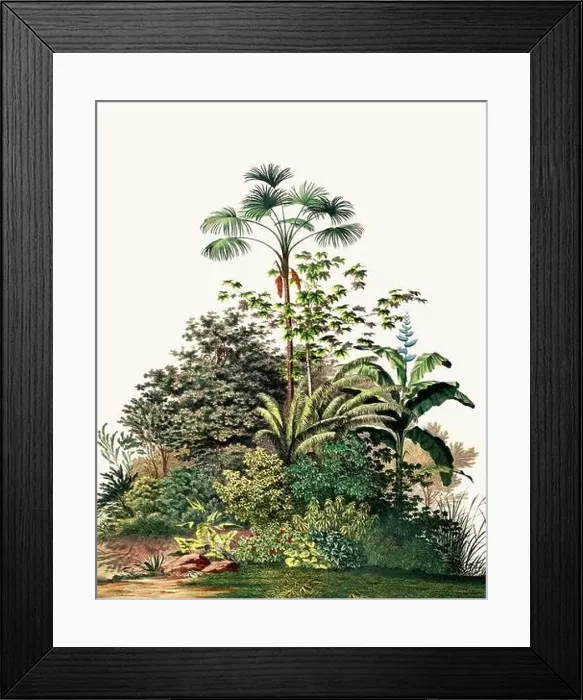 Framed Print : Botanical Illustration of a Colorful Jungle Scene. Rainforest Framed Print : Botanical Illustration of a Colorful Jungle Scene. Rainforest