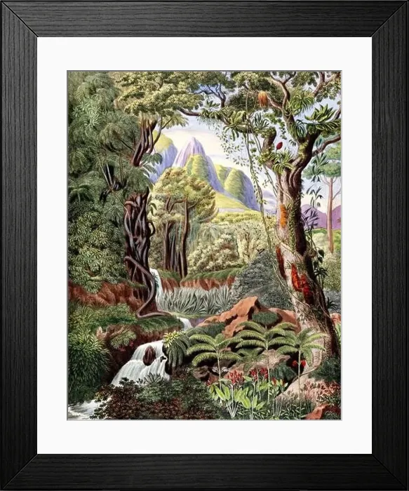 Framed Print : Botanical Illustration of a Colorful Jungle Scene. Rainforest Framed Print : Botanical Illustration of a Colorful Jungle Scene. Rainforest