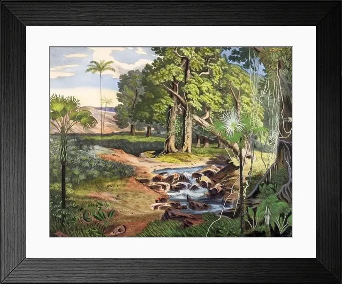 Framed Print : Botanical Illustration of a Colorful Jungle Scene. Rainforest Framed Print : Botanical Illustration of a Colorful Jungle Scene. Rainforest