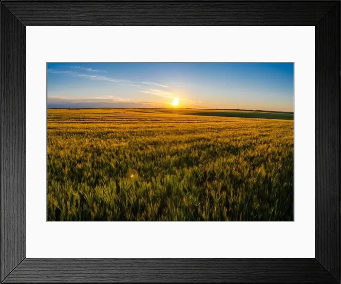 Framed Print : Ears of wheat sways in wind. Evening atmosphere, sunset landscape and golden wheat field Framed Print : Ears of wheat sways in wind. Evening atmosphere, sunset landscape and golden wheat field