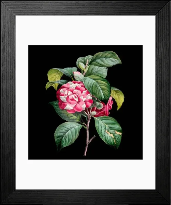 Framed Print : Colorful Blooming Flowers. A bouquet of flowers with lively colors on a black background. Ideal for a square format Framed Print : Colorful Blooming Flowers. A bouquet of flowers with lively colors on a black background. Ideal for a square format