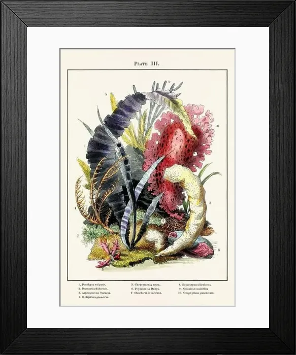 Framed Print : Vintage aquarium illustration from a 19th-century book on marine aquariums, their establishment, and preservation Framed Print : Vintage aquarium illustration from a 19th-century book on marine aquariums, their establishment, and preservation