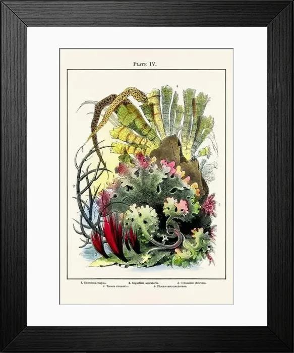 Framed Print : Vintage aquarium illustration from a 19th-century book on marine aquariums, their establishment, and preservation Framed Print : Vintage aquarium illustration from a 19th-century book on marine aquariums, their establishment, and preservation
