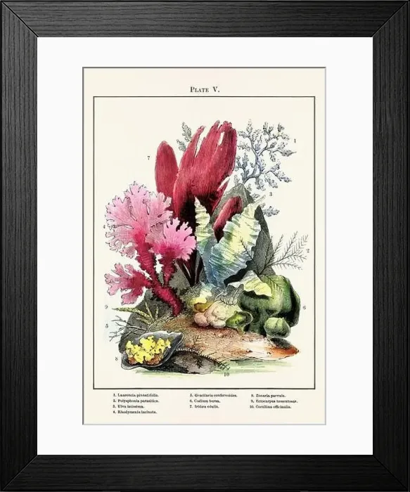 Framed Print : Vintage aquarium illustration from a 19th-century book on marine aquariums, their establishment, and preservation Framed Print : Vintage aquarium illustration from a 19th-century book on marine aquariums, their establishment, and preservation
