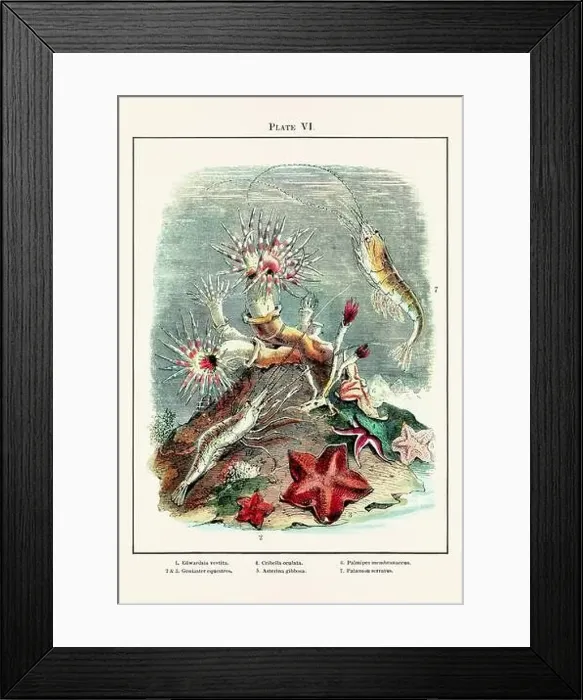 Framed Print : Vintage aquarium illustration from a 19th-century book on marine aquariums, their establishment, and preservation Framed Print : Vintage aquarium illustration from a 19th-century book on marine aquariums, their establishment, and preservation