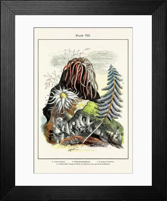 Framed Print : Vintage aquarium illustration from a 19th-century book on marine aquariums, their establishment, and preservation Framed Print : Vintage aquarium illustration from a 19th-century book on marine aquariums, their establishment, and preservation