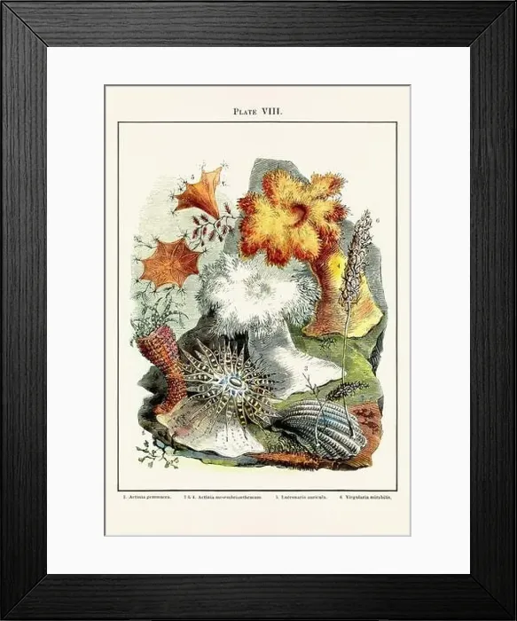 Framed Print : Vintage aquarium illustration from a 19th-century book on marine aquariums, their establishment, and preservation Framed Print : Vintage aquarium illustration from a 19th-century book on marine aquariums, their establishment, and preservation