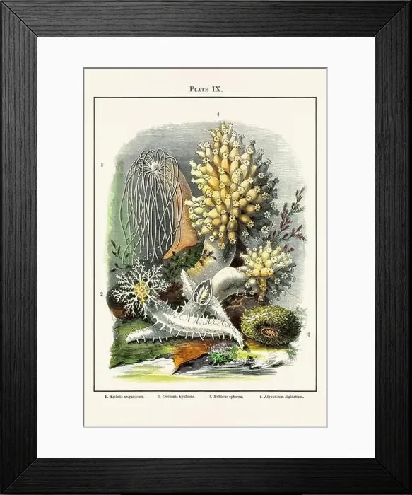 Framed Print : Vintage aquarium illustration from a 19th-century book on marine aquariums, their establishment, and preservation Framed Print : Vintage aquarium illustration from a 19th-century book on marine aquariums, their establishment, and preservation
