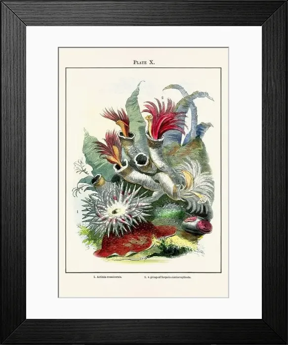 Framed Print : Vintage aquarium illustration from a 19th-century book on marine aquariums, their establishment, and preservation