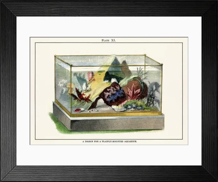 Framed Print : Vintage aquarium illustration from a 19th-century book on marine aquariums, their establishment, and preservation Framed Print : Vintage aquarium illustration from a 19th-century book on marine aquariums, their establishment, and preservation