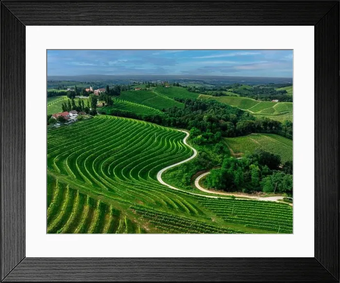 Framed Print : Green vineyards Framed Print : Green vineyards