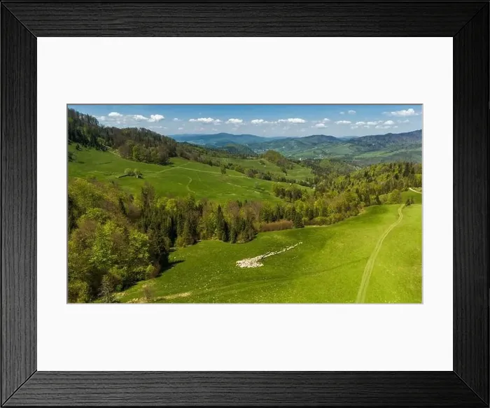 Framed Print : Traditional sheep pasture on meadow in Pieniny Mountains in Poland. Aerial drone view Framed Print : Traditional sheep pasture on meadow in Pieniny Mountains in Poland. Aerial drone view