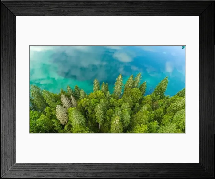 Framed Print : Drone View of Majestic Pine Trees by Turquoise Lake Framed Print : Drone View of Majestic Pine Trees by Turquoise Lake