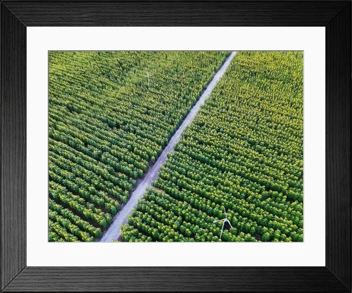 Framed Print : Aerial view of Sunflower blooming in plantation field and pathway through it in countryside Framed Print : Aerial view of Sunflower blooming in plantation field and pathway through it in countryside
