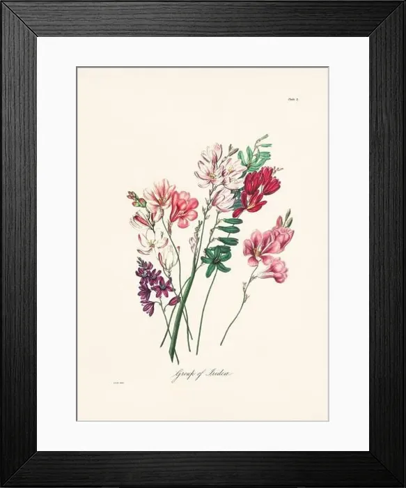 Framed Print : Vintage botanical illustration of 19th-century flowers from South Africa Framed Print : Vintage botanical illustration of 19th-century flowers from South Africa