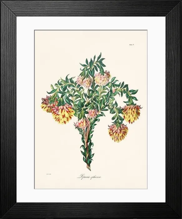 Framed Print : Vintage botanical illustration of 19th-century flowers from South Africa Framed Print : Vintage botanical illustration of 19th-century flowers from South Africa