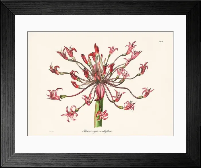 Framed Print : Vintage botanical illustration of 19th-century flowers from South Africa Framed Print : Vintage botanical illustration of 19th-century flowers from South Africa
