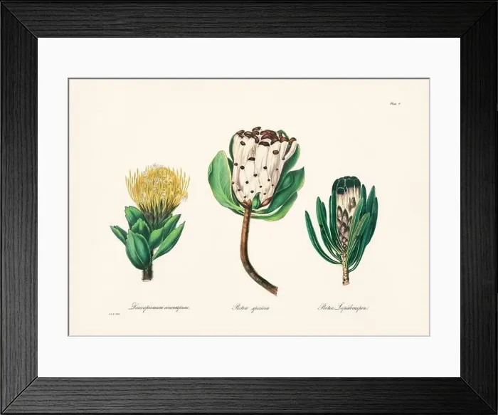 Framed Print : Vintage botanical illustration of 19th-century flowers from South Africa Framed Print : Vintage botanical illustration of 19th-century flowers from South Africa