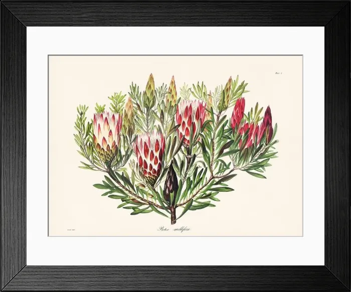 Framed Print : Vintage botanical illustration of 19th-century flowers from South Africa Framed Print : Vintage botanical illustration of 19th-century flowers from South Africa
