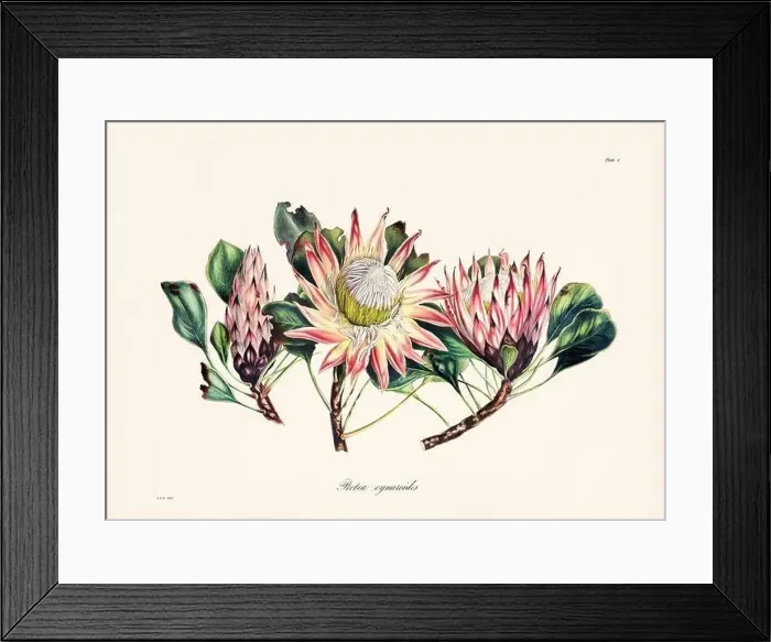 Framed Print : Vintage botanical illustration of 19th-century flowers from South Africa Framed Print : Vintage botanical illustration of 19th-century flowers from South Africa