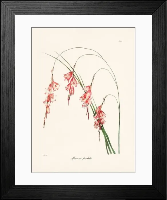 Framed Print : Vintage botanical illustration of 19th-century flowers from South Africa Framed Print : Vintage botanical illustration of 19th-century flowers from South Africa