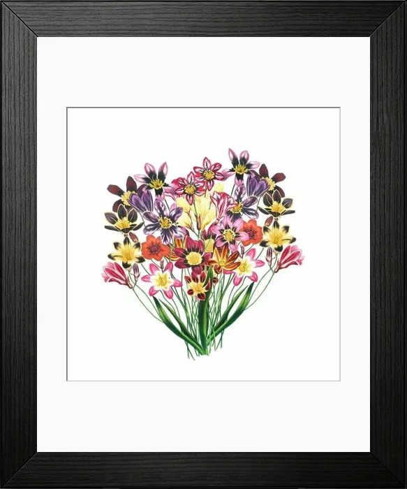 Framed Print : African Flowers. Digital watercolor with a vintage style on a white background Framed Print : African Flowers. Digital watercolor with a vintage style on a white background