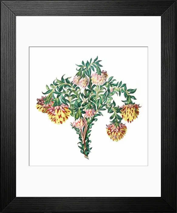 Framed Print : African Flowers. Digital watercolor with a vintage style on a white background Framed Print : African Flowers. Digital watercolor with a vintage style on a white background