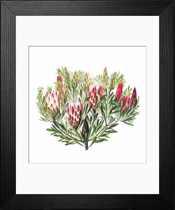 Framed Print : African Flowers. Digital watercolor with a vintage style on a white background Framed Print : African Flowers. Digital watercolor with a vintage style on a white background
