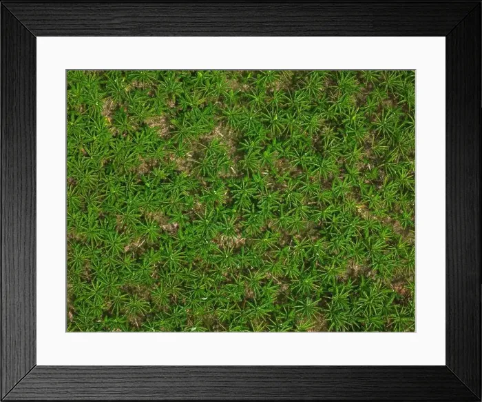 Framed Print : Pattern of green tree leaf above top drone view Framed Print : Pattern of green tree leaf above top drone view