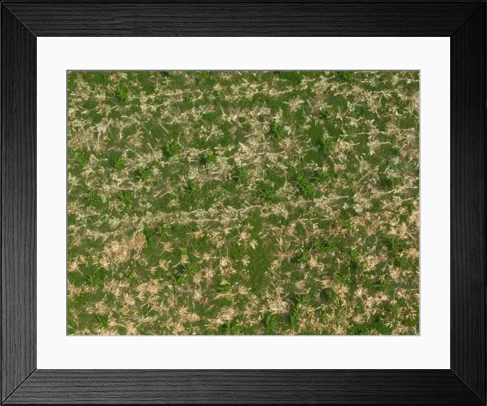 Framed Print : Dry agricultural field with cut tree aerial above top view Framed Print : Dry agricultural field with cut tree aerial above top view