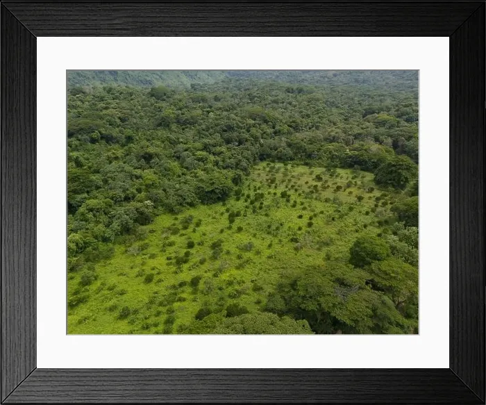 Framed Print : Green meadow landscape in jungle background aerial drone view Framed Print : Green meadow landscape in jungle background aerial drone view