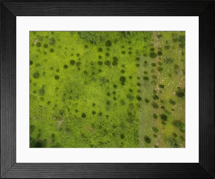 Framed Print : Green pasture with small trees with some trees aerial drone top view Framed Print : Green pasture with small trees with some trees aerial drone top view