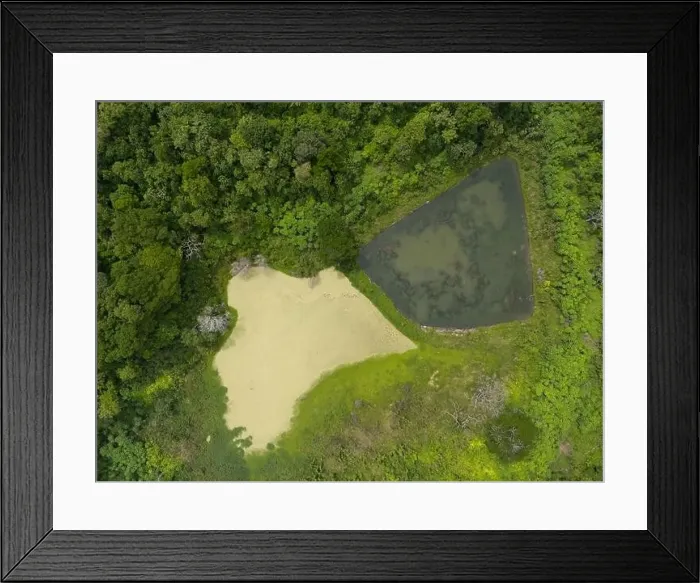 Framed Print : Green swamp in jungle above drone top view Framed Print : Green swamp in jungle above drone top view