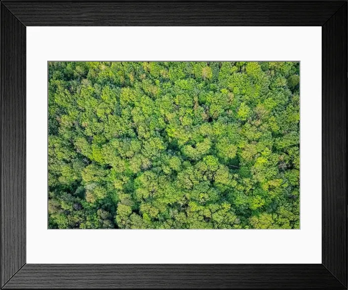 Framed Print : Heavily forested sea of green trees seen from above, concept, sustainable, ecology, aerial view Framed Print : Heavily forested sea of green trees seen from above, concept, sustainable, ecology, aerial view