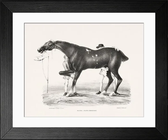 Framed Print : Vintage Horse Illustration. Plate from a 19th-century book on racehorses and saddle horses, published in London Framed Print : Vintage Horse Illustration. Plate from a 19th-century book on racehorses and saddle horses, published in London