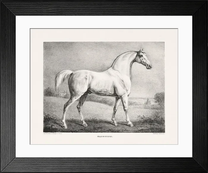 Framed Print : Vintage Horse Illustration. Plate from a 19th-century book on racehorses and saddle horses, published in London Framed Print : Vintage Horse Illustration. Plate from a 19th-century book on racehorses and saddle horses, published in London