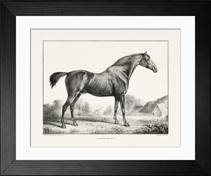 Framed Print : Vintage Horse Illustration. Plate from a 19th-century book on racehorses and saddle horses, published in London Framed Print : Vintage Horse Illustration. Plate from a 19th-century book on racehorses and saddle horses, published in London
